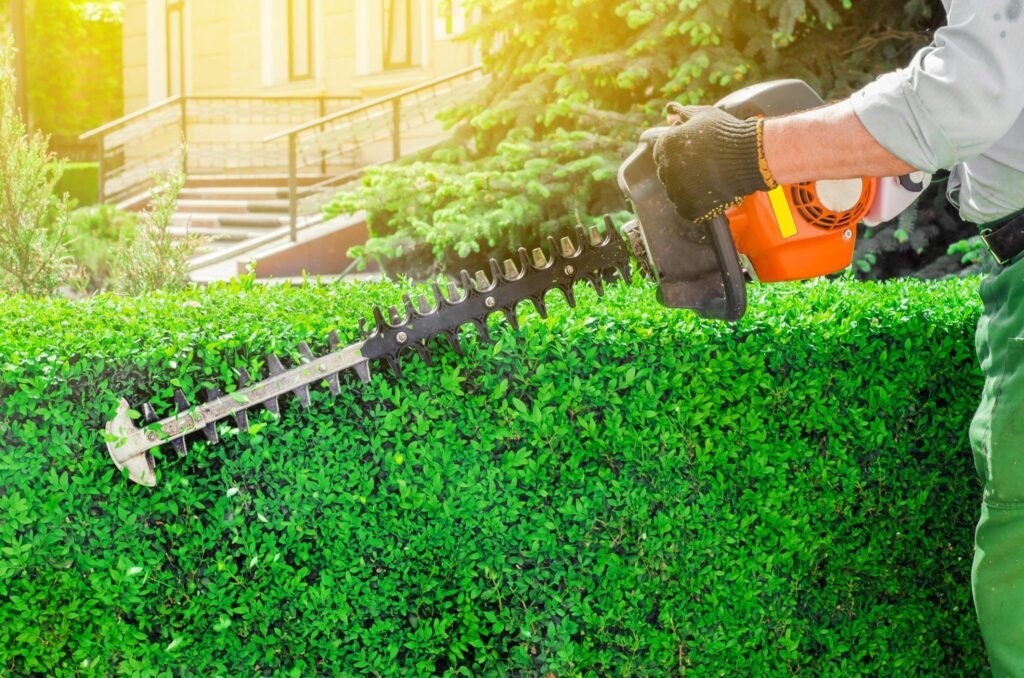 Hedge Trimming and Pruning Service Tauranga
