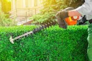Hedge Trimming and Pruning Service Tauranga