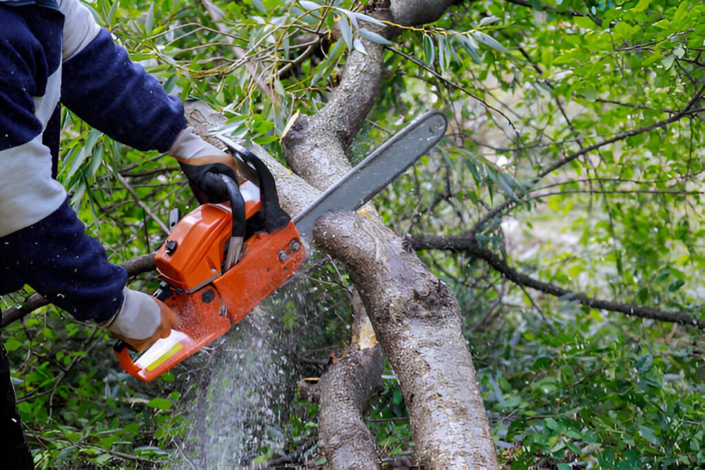Small Tree and Shrub Removal Tauranga