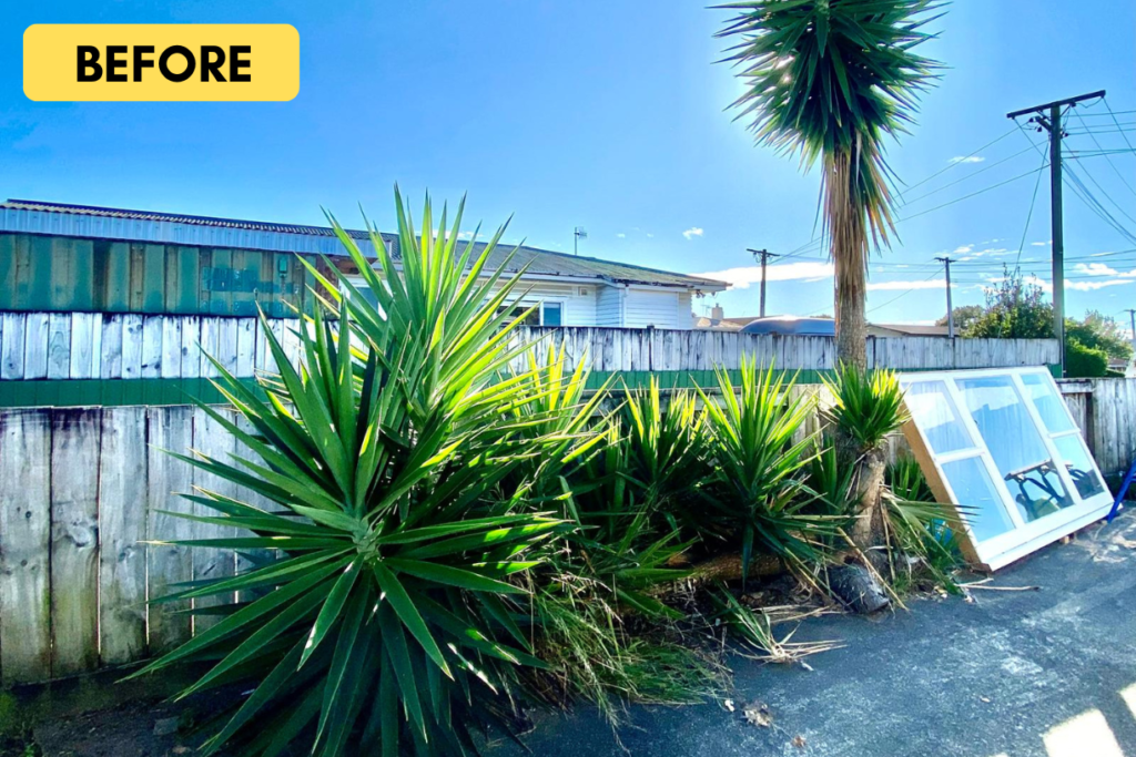 Yucca plant Removal 001