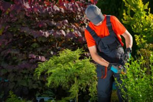 Expert Garden Maintenance Tauranga