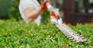 How Often Should You Trim Your Hedges in Tauranga?