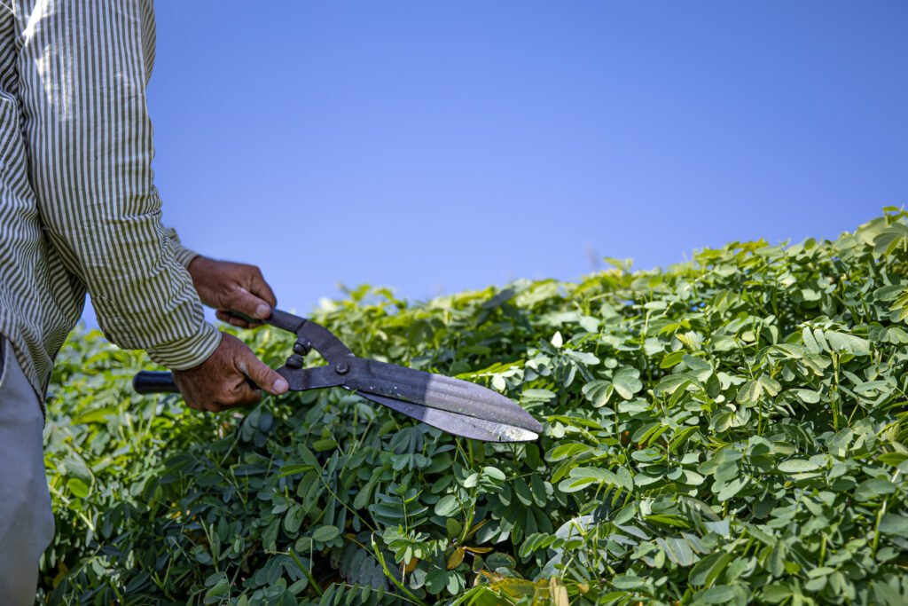 Top 10 Affordable Hedge Maintenance Services in Tauranga