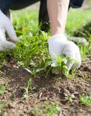 Weed Control & Spraying Tauranga